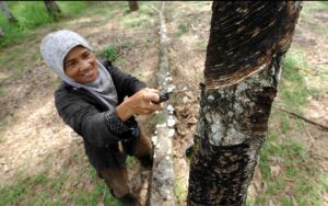Harga Karet di Kabupaten Tebo Kian Merosot, Ekonomi Makin Sulit