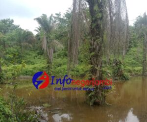 Diduga Limbah PT KME Mencemari Kebun Sawit Milik Warga