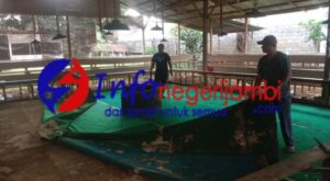 Meresahkan, Polsek Rimbo Bujang Bongkar Tempat Judi Sabung Ayam
