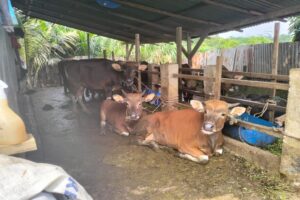 Kandang Sapi Milik ASN Dinkes Bungo Meresahkan Warga Perumahan Alkausar, Instansi Terkait Tutup Mata