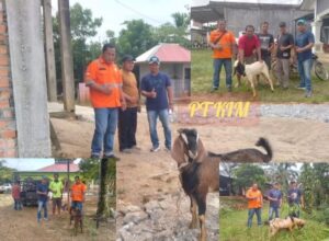 PT KIM Serahkan 11 Ekor Kambing untuk warga Tiga Desa di Kecamatan Tengah Ilir