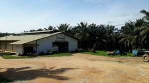 Soal Dugaan Penganiayaan Suku Anak Dalam di Tebo Jambi, Ini Penjelasan Dari PT SKU