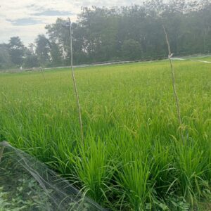 Masyarakat Desa Bungur Keluhkan Bantuan Bibit Padi Hanya 2,5 KG, Kades : Tanya Dinas
