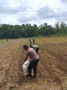 Dukung Ketahanan Pangan, Polsek Tengah Ilir Laksanakan Penggemburan Tanah dan Pemberian Pupuk