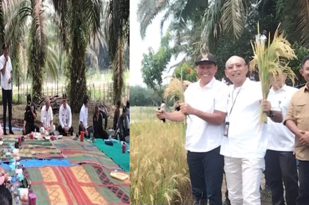 Desa Bedaro Rampak Panen padi tanaman ketiga periode tanam tahun 2024-2025