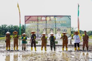 Wujudkan Swasembada Pangan, Kodim 0416/Bute Ikuti Penanaman Padi Serentak Provinsi Jambi