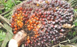 Harga TBS Sawit Jambi Turun, Ini Penetapan Resminya untuk Periode 16–22 Mei 2025