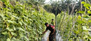 Dukung Ketahanan Pangan, Babinsa Sertu Wen Levi Bantu Petani Rawat Tanaman Gambas dan Kacang Panjang