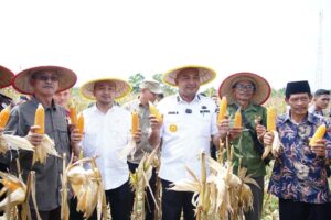 Desa Sumber Sari Jadi Pusat Panen Raya Jagung, Bupati dan Ketua DPRD Tebo Turun Langsung