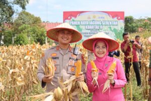 Panen Raya Jagung di Sumbersari, Kapolres Tebo Apresiasi Gotong Royong Petani dan Stakeholder