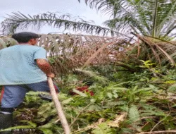 Petani Sungai Keruh Keluhkan Kebun Semak Belukar, PT Tebo Indah Diminta Serius Jalankan Kemitraan