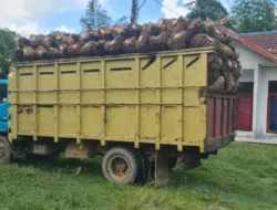 SAD Bersama-sama Warga Luar Menjarah Sawit Mitra APL Capai 40 Ton Per Hari, Polisi Amankan Satu Mobil Muatan Sawit