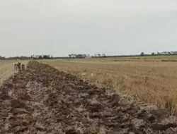 Petani Simpang Datuk Keluhkan Mahalnya Sewa Alat Pertanian, Kadis Pertanian Tanjab Timur Angkat Bicara