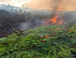 Kebakaran Lahan PT TAL, ini Yang dikatakan Dirut PT TAL!!!