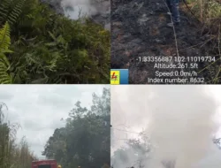 PLN Minta Warga Hati-hati, Tebang Pohon Dekat Kabel Listrik Berisiko Kebakaran