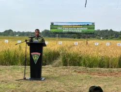 Dari Lahan Tidur Jadi Sawah Produktif, Yonif TP 844/KB Panen Padi di Bedaro Rampak