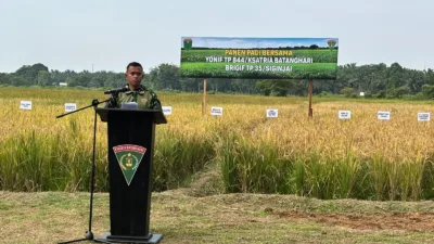 Dari Lahan Tidur Jadi Sawah Produktif, Yonif TP 844/KB Panen Padi di Bedaro Rampak